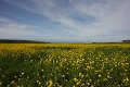 Field of flowers looking out towards Stewart's Point