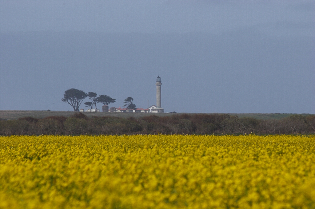 Stewart's Point lighthouse across a field of flowers