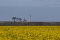 Stewart's Point lighthouse across a field of flowers