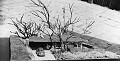 These next six shots are of the landscape architecute plan prepared by Osmundson, Staley, & Gibson, a well regarded Bay Area landscape architecture firm.  I sure wish we had the model, but I'm guessing it was used in a regional show and then ???